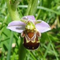 Foto: Bienenragwurz