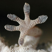 D. Mahsberg: Fuß eines Geckos