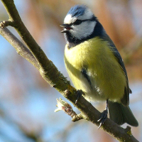 Foto: Blaumeise