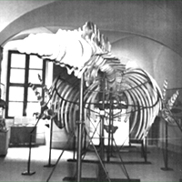 Walskelett im Würzburger Naturkundemuseum