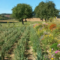Foto B. Schwab: Feld mit Blühsaum