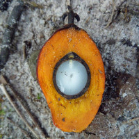 Foto Frank Nierula: Ölpalmfrucht