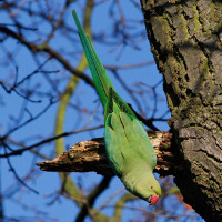 Foto: Tim M Blackburn: Seebens Rose-ringed parakeet