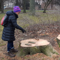 Baumstumpf im Ringpark