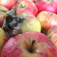 Äpfel