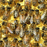 Honigbienen