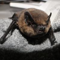 Zwergfledermaus