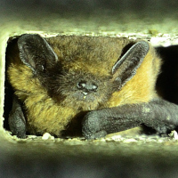 Zwergfledermaus