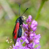 Foto: Widderchen