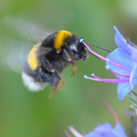 Foto: Erdhummel