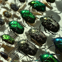 Foto: Genadelte Käfersammlung