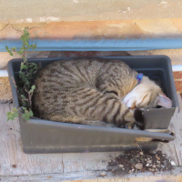 Foto: Am Tag schlafende Katze