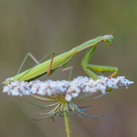 Foto: Gottesanbeterin