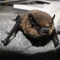 Foto: Zwergfledermaus