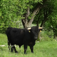 Foto: Welsh Black-Rind bei Röttingen