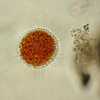 Vampyrella lateritia