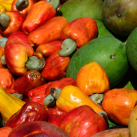 Foto: Cashew-Früchte und -Kerne