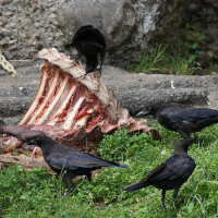 Foto: Raben an Wildtierkadaver