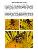 Fransenraubfliege