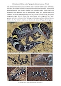 Chinesischer Tigergecko