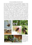Hornissenschwebfliege