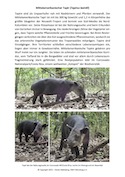 Mittelamerikanischer Tapir